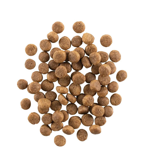 Nourriture Pour Chiens Adultes Au Poisson Sans Grains - Now Fresh