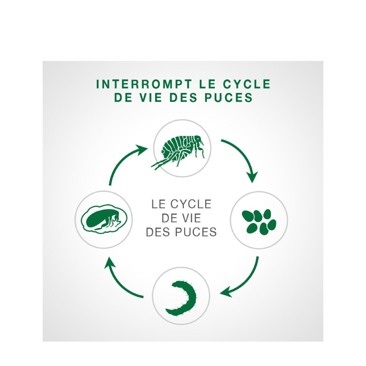 Produit Pour Les Puces Advantage II Pour Chatons - Bayer