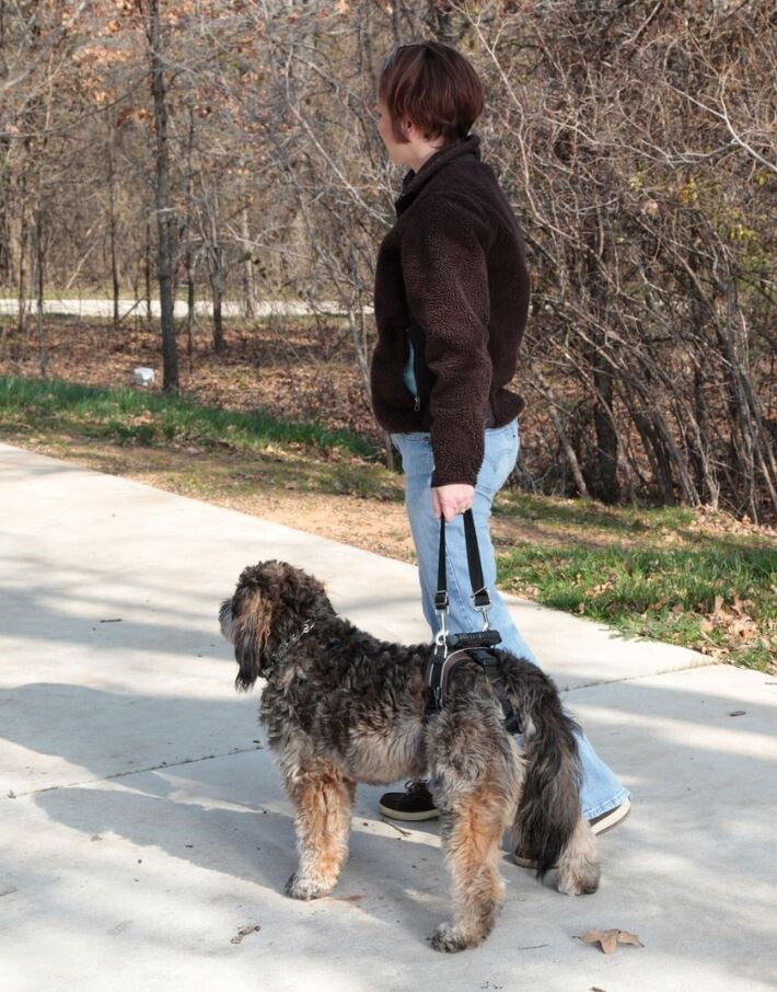 Harnais De Soutien Arrière Pour Chien - SolVit