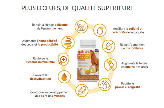 Supplément Ponte Plus Galinna+ Pour Poules - Baci+