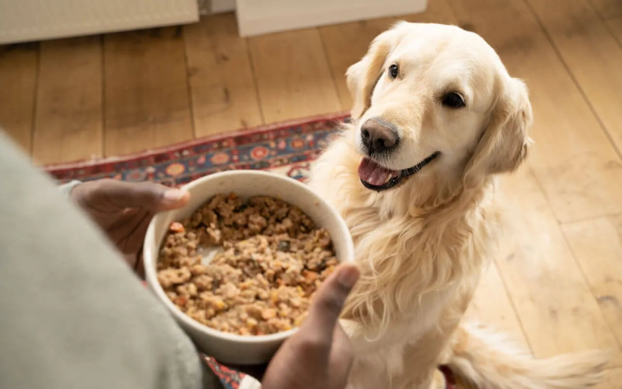Nourriture pour chiens