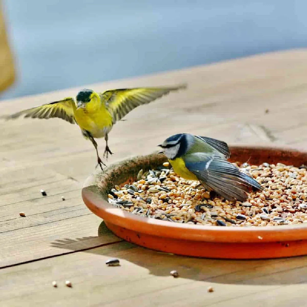 Alimentation pour oiseaux