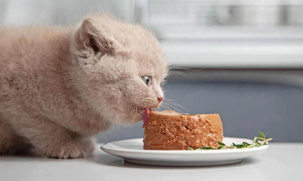 Alimentation pour chats