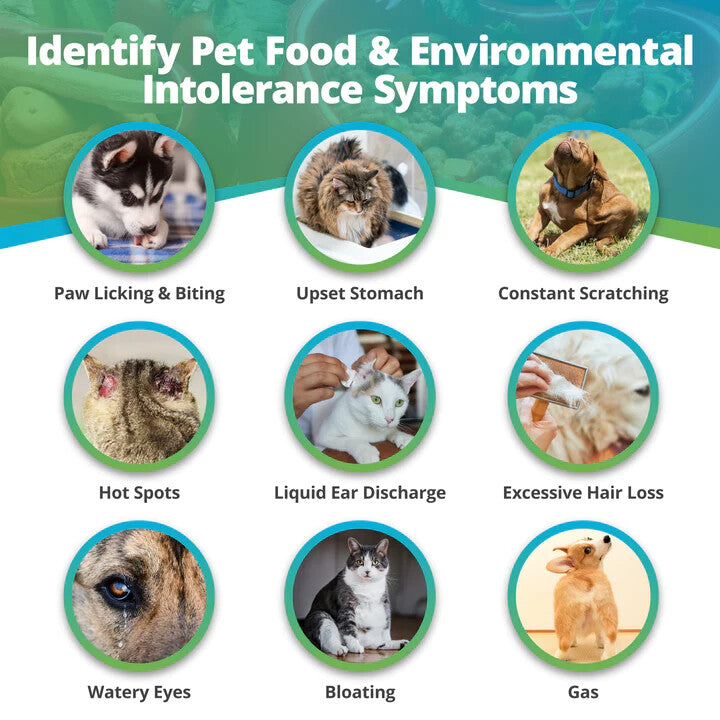  Test D'intolérance Alimentaire Et Environnementale Pour Animaux - 5Strands