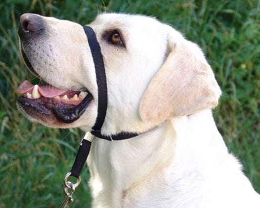  Licou De Contrôle Beige Pour Chien - Gentle Leader