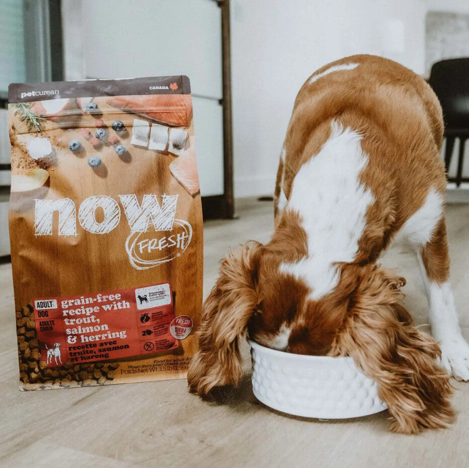  Nourriture Pour Chiens Adultes Au Poisson Sans Grains - Now Fresh