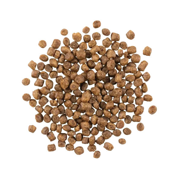  Nourriture Pour Chatons Sans Grains - Now Fresh