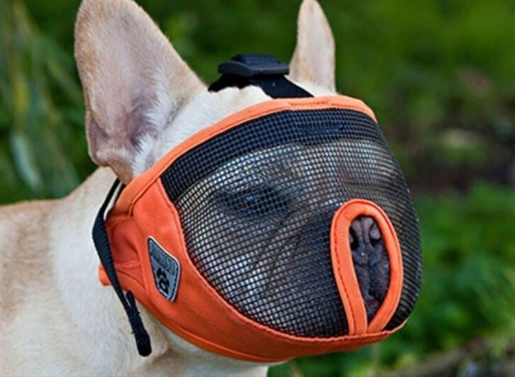  Muselière Grise Pour Les Chiens Avec Un Museau Plat - Canine Friendly