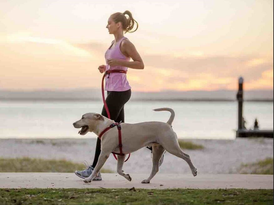  Laisse Du Coureur Pour Chiens Rouge - EzyDog