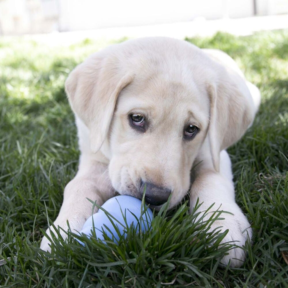  Kong Classic Pour Chiots - Kong