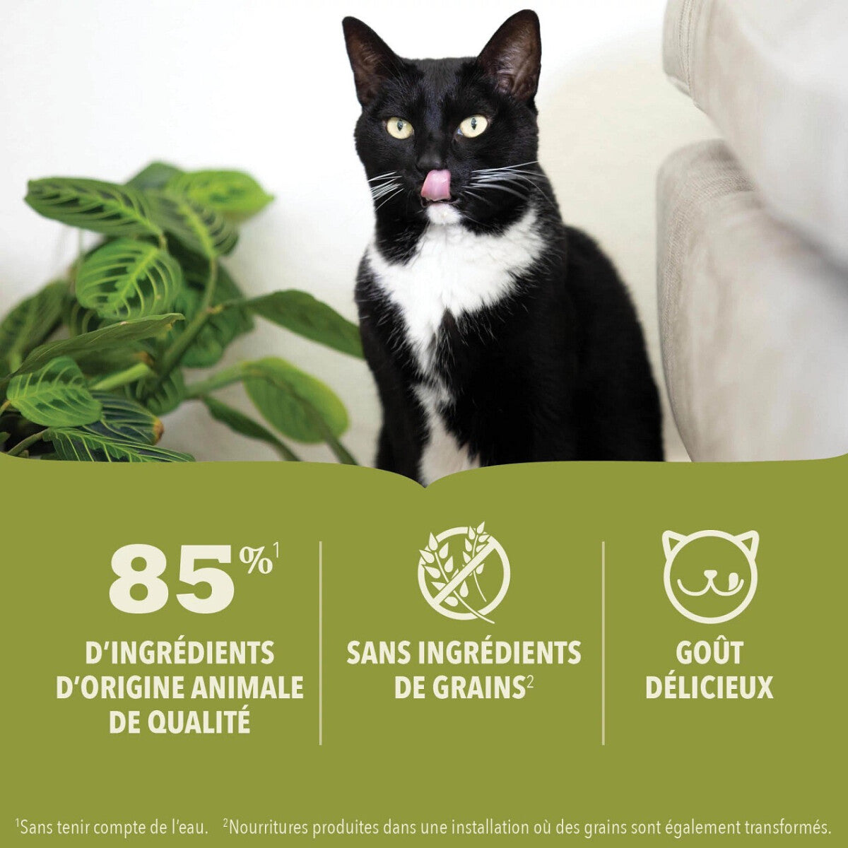  Nourriture En Boîte Pour Chats Au Saumon - ACANA