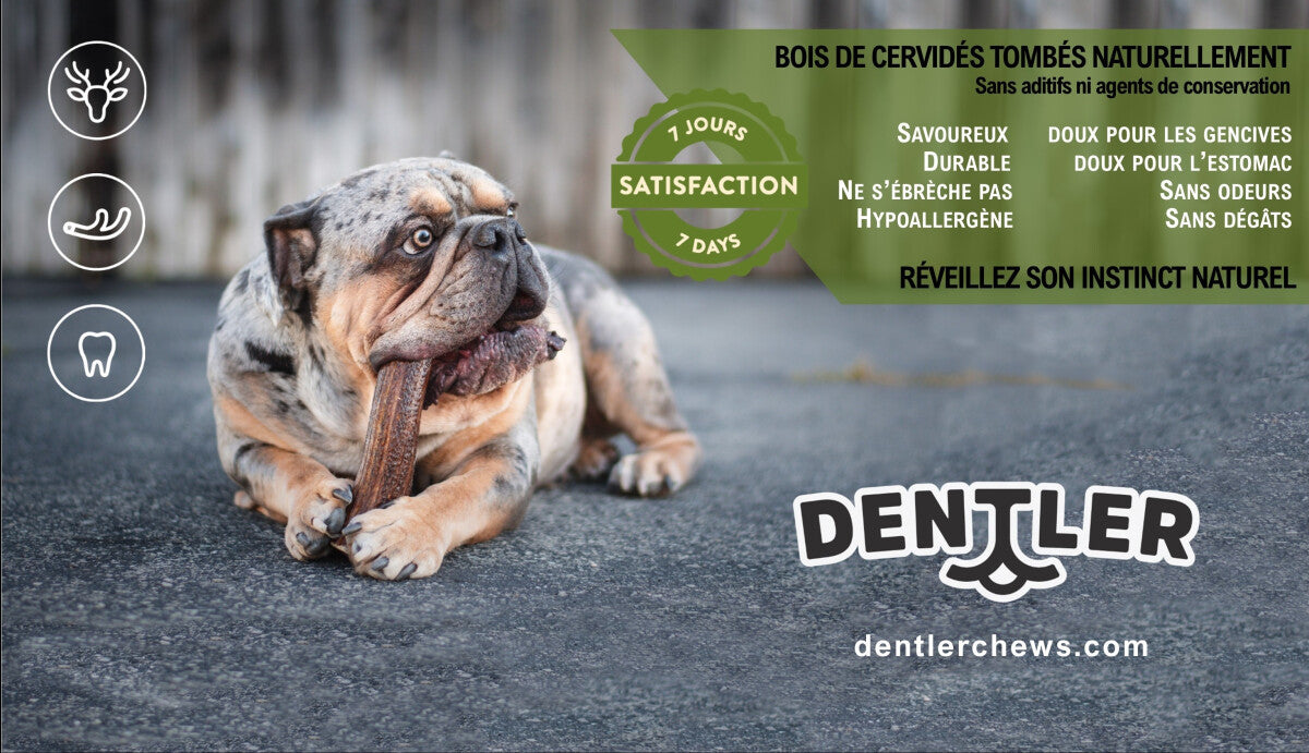  Rondelles De Bois De Cervidé Pour Rongeurs - Dentler
