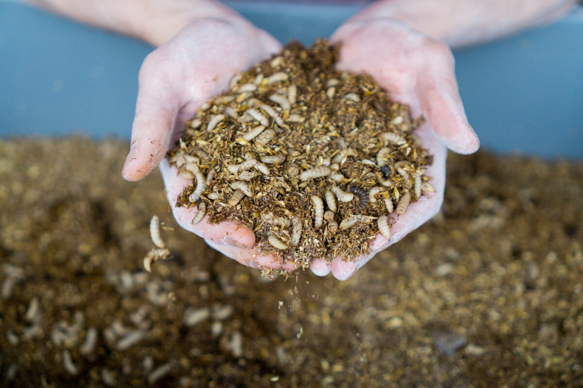  Gâterie D'Insectes Séchés - Choix Nature